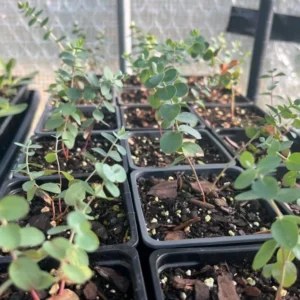 Eucalyptus Baby Blue Live Plant - 3-6