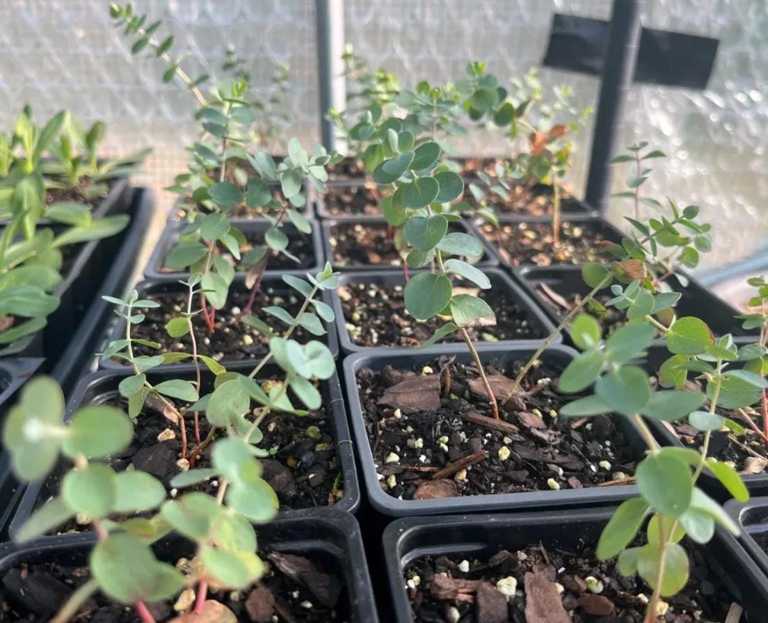 Eucalyptus Baby Blue Live Plant - 3-6" Tall in 3" Pot - Fragrant Silver Blue Foliage - Image 10