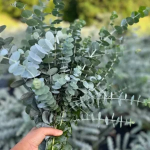 Eucalyptus Baby Blue Live Plant - 3-6" Tall in 3" Pot - Fragrant Silver Blue Foliage - Image 2