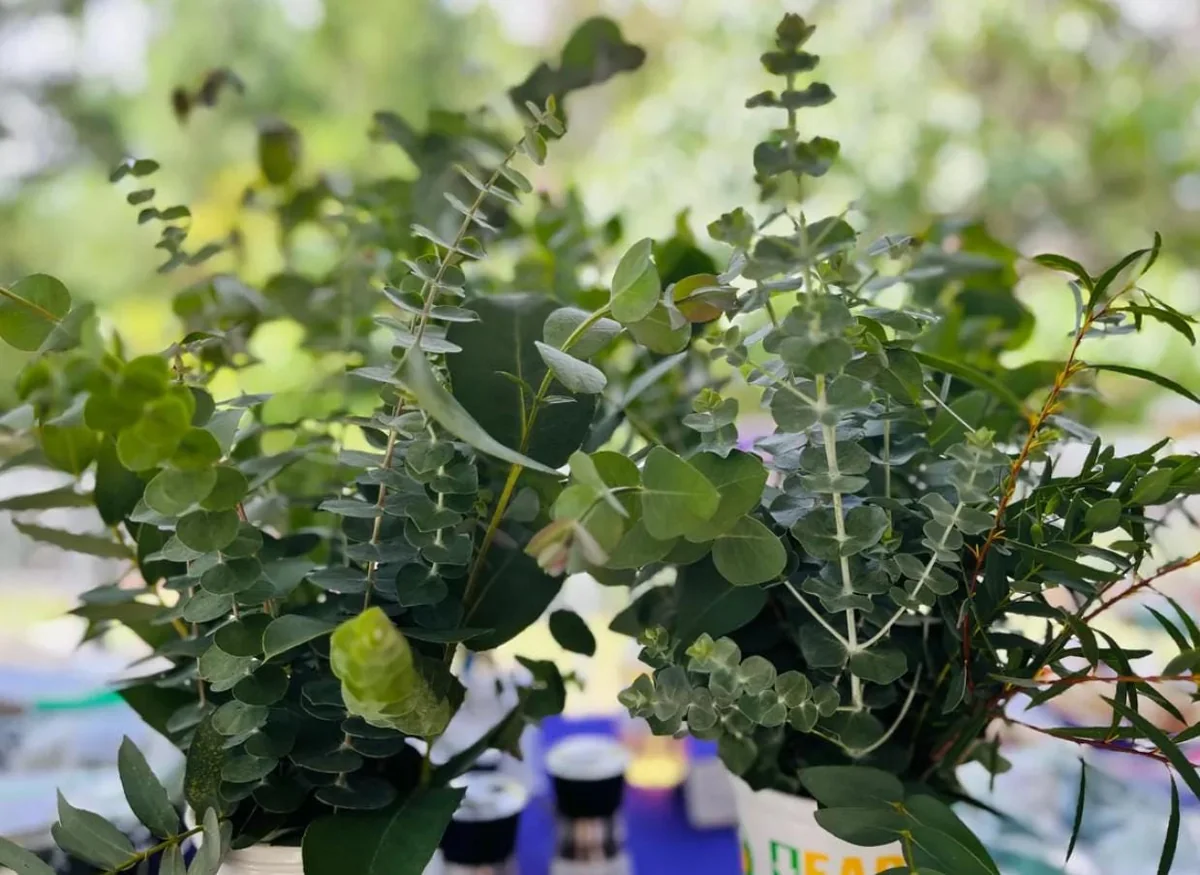 Eucalyptus Baby Blue Live Plant - 3-6" Tall in 3" Pot - Fragrant Silver Blue Foliage - Image 3