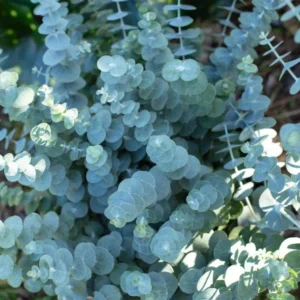 Eucalyptus Baby Blue Live Plant - 3-6" Tall in 3" Pot - Fragrant Silver Blue Foliage - Image 1