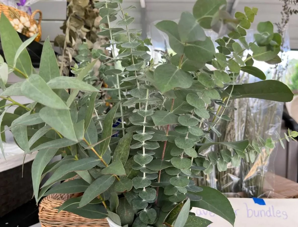 Eucalyptus Baby Blue Live Plant - 3-6" Tall in 3" Pot - Fragrant Silver Blue Foliage - Image 4