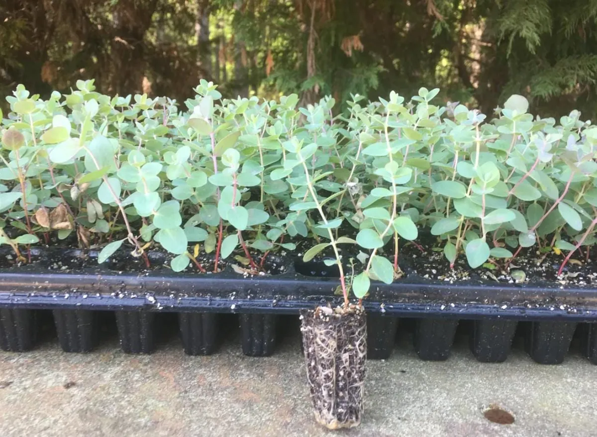 Eucalyptus Baby Blue Live Plant - 3-6" Tall in 3" Pot - Fragrant Silver Blue Foliage - Image 6