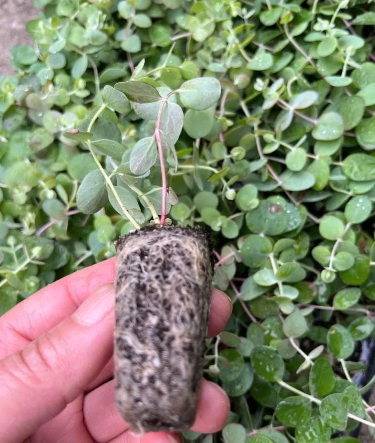 Eucalyptus Baby Blue Live Plant - 3-6" Tall in 3" Pot - Fragrant Silver Blue Foliage - Image 7
