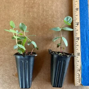 Eucalyptus Baby Blue Live Plant - 3-6