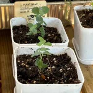 Eucalyptus Baby Blue Live Plant - 3-6