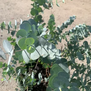 Eucalyptus Cinerea (Silver Dollar) Live Plant - 1-2 Feet Tall - Shipped in 6