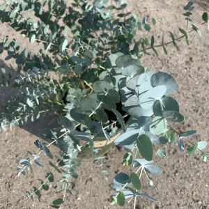 Eucalyptus Cinerea (Silver Dollar) Live Plant - 1-2 Feet Tall - Shipped in 6