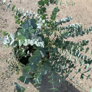 Eucalyptus Cinerea (Silver Dollar) Live Plant - 1-2 Feet Tall - Shipped in 6