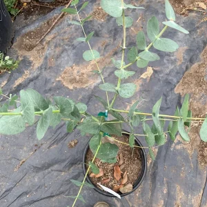 Eucalyptus Cinerea Silver Dollar Tree - Live Plant 2-3 ft Tall 3 Gallon Pot - Image 3