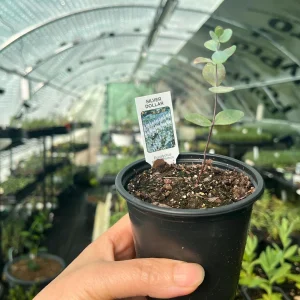 Eucalyptus Cinerea Silver Dollar Tree Live Plant – Evergreen Starter Plug - Image 10