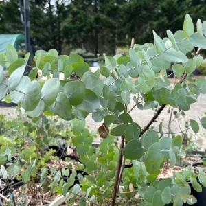 Eucalyptus Cinerea Silver Dollar Tree Live Plant – Evergreen Starter Plug - Image 2