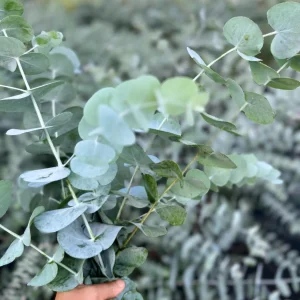 Eucalyptus Cinerea Silver Dollar Tree Live Plant – Evergreen Starter Plug - Image 8