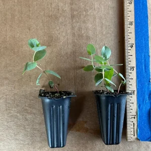 Eucalyptus Cinerea Silver Dollar Tree Live Plant – Evergreen Starter Plug - Image 9