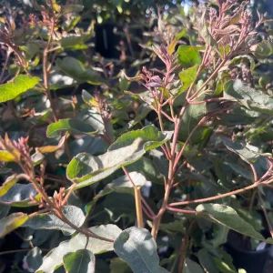 Eucalyptus Citriodora Lemon Scented Gum Tree Live Plant 1-2ft Tall in 1 Gallon Pot - Image 1