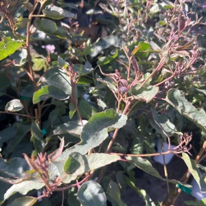 Eucalyptus Citriodora Lemon Scented Gum Tree Live Plant 1-2ft Tall in 1 Gallon Pot - Image 2