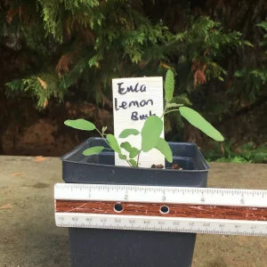 Eucalyptus Live Plant - Aromatic Spa Plant, Garden & Indoor Varieties, 3-6 inch Pot - Image 5