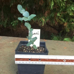 Eucalyptus Live Plant - Aromatic Spa Plant, Garden & Indoor Varieties, 3-6 inch Pot - Image 8