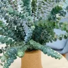 Eucalyptus Live Plant – Baby Blue Cold Hardy Fragrant Foliage – 2.5 inch Pot – Outdoor - Image 1