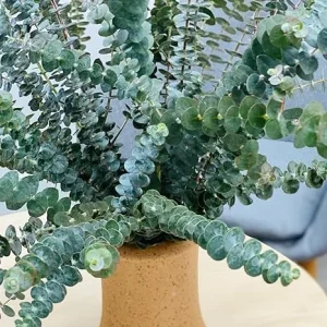 Eucalyptus Live Plant – Baby Blue Cold Hardy Fragrant Foliage – 2.5 inch Pot – Outdoor - Image 6