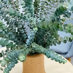 Eucalyptus Live Plant – Baby Blue Cold Hardy Fragrant Foliage – 2.5 inch Pot – Outdoor - Image 7