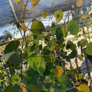 Eucalyptus Polyanthemos Live Plant – 3 to 4 Feet Tall – Ship in 3 Gallon Pot – Outdoor Tree - Image 2