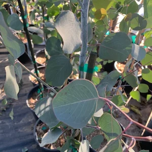 Eucalyptus Polyanthemos Live Plant – 3 to 4 Feet Tall – Ship in 3 Gallon Pot – Outdoor Tree - Image 3