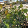 Eucalyptus Polyanthemos 'Silver Dollar Gum' Live Plant, 1 Ft Tall, 6" Pot, Outdoor Tree - Image 1