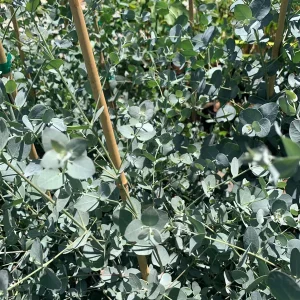 Eucalyptus Silver Drop Live Plant – 1 to 2 Feet Tall, 3 Gallon Pot - Image 2