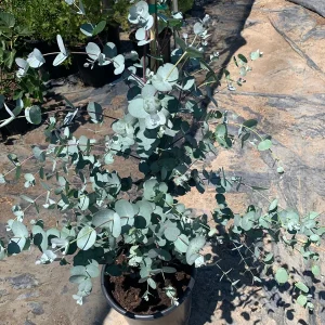 Eucalyptus Silver Drop Live Plant – 1 to 2 Feet Tall, 3 Gallon Pot - Image 4