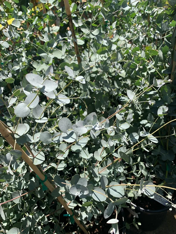 Eucalyptus Silver Drop Live Plant – 1 to 2 Feet Tall, 3 Gallon Pot - Image 1