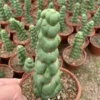 Eulychnia Castanea var. Spiralis Cactus Live Plant - Rare Spiral Succulent - Image 1