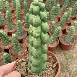 Eulychnia Castanea var. Spiralis Cactus Live Plant - Rare Spiral Succulent - Image 2