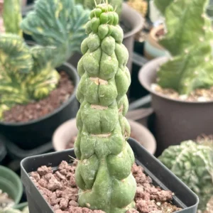 Eulychnia Castanea var. Spiralis Cactus Live Plant - Rare Spiral Succulent - Image 3