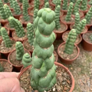 Eulychnia Castanea var. Spiralis Cactus Live Plant - Rare Spiral Succulent - Image 1