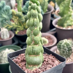Eulychnia Castanea var. Spiralis Cactus Live Plant - Rare Spiral Succulent - Image 4