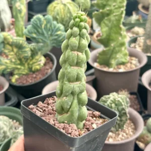 Eulychnia Castanea var. Spiralis Cactus Live Plant - Rare Spiral Succulent - Image 6