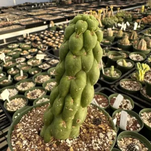 Eulychnia Castanea var. Spiralis Cactus Live Plant - Rare Spiral Succulent - Image 9