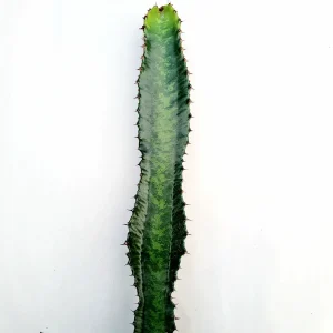 Euphorbia acrurensis 'Desert Candle' Live Plant – Unique Cactus Succulent - Image 3