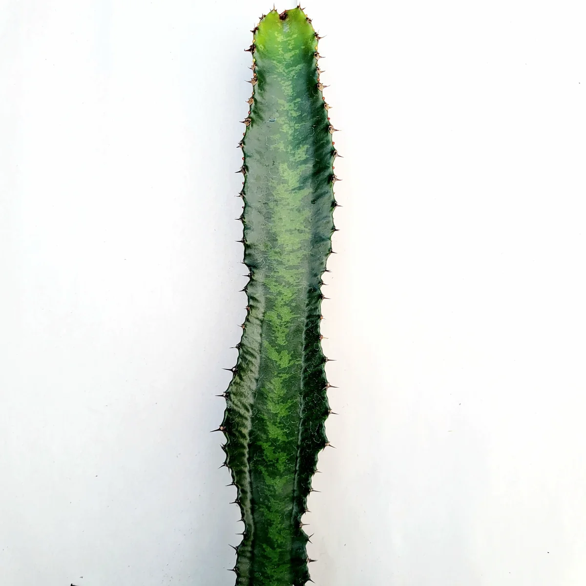 Euphorbia acrurensis 'Desert Candle' Live Plant – Unique Cactus Succulent - Image 3