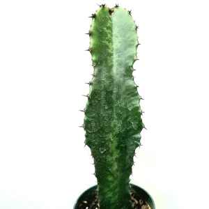 Euphorbia acrurensis 'Desert Candle' Live Plant – Unique Cactus Succulent - Image 1