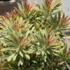 Euphorbia Ascot Rainbow Live Plant - 3-6" Tall Plug - Colorful Variegated Perennial - Image 1