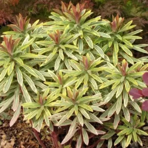 Euphorbia Ascot Rainbow Live Plant - 3-6