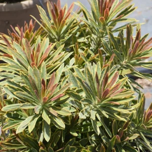 Euphorbia Ascot Rainbow Live Plant - 3-6