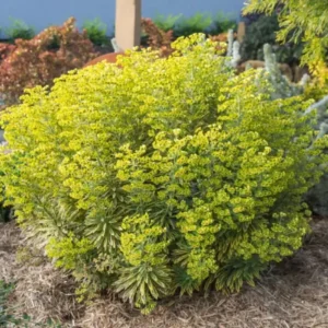 Euphorbia Ascot Rainbow Live Plant - 3-6