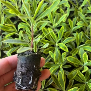 Euphorbia Ascot Rainbow Live Plant - 3-6