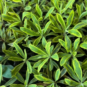 Euphorbia Ascot Rainbow Live Plant - 3-6