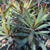 Euphorbia Blackbird Live Plant – 1ft Tall, 1 Gallon Pot – Outdoor Shrub - Image 1