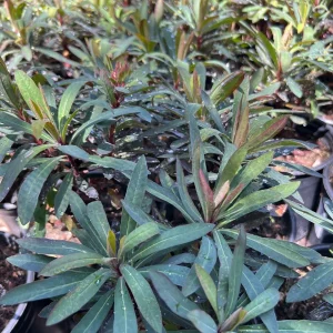 Euphorbia Blackbird Live Plant – 1ft Tall – Potted Shrub for Full Sun - Image 2