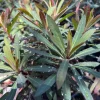 Euphorbia Blackbird Live Plant – 1ft Tall – Potted Shrub for Full Sun - Image 1